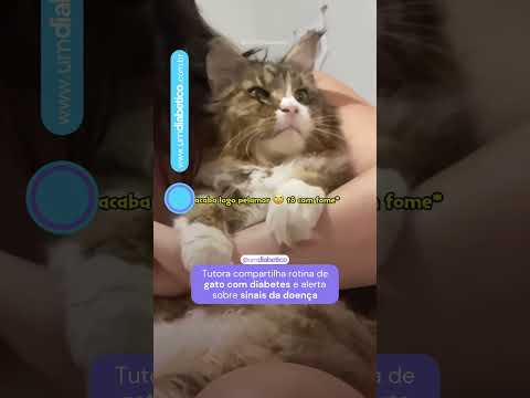 DIABETES EM ANIMAIS: a rotina de um gato que precisa monitorar a glicose e aplicar insulina