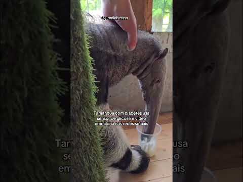 Tamanduá com diabetes vitaliza ao usar sensor de glicose em zoológico da Escócia #diabetes