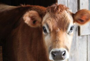Vaca produz leite com insulina humana pela 1ª vez no mundo