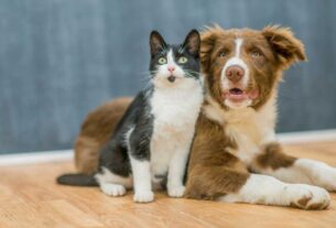 Cachorro e gato; animais podem ter diabetes