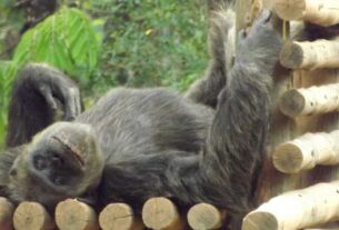 Macaco com diabetes mede glicose, toma insulina e tem dieta especial em zoológico