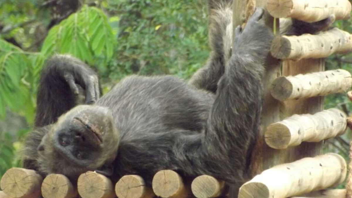 Chimpanzé com diabetes