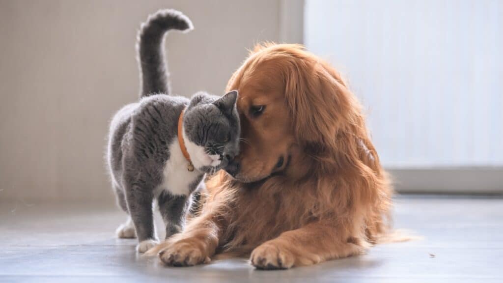 Imagem mostra gato e cachorro em momento de carícia. Ambos os animais estão suscetíveis ao diabetes.