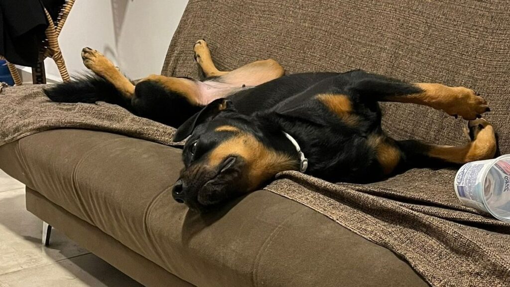 Gaia, cachorra com diabetes convive normalmente hoje