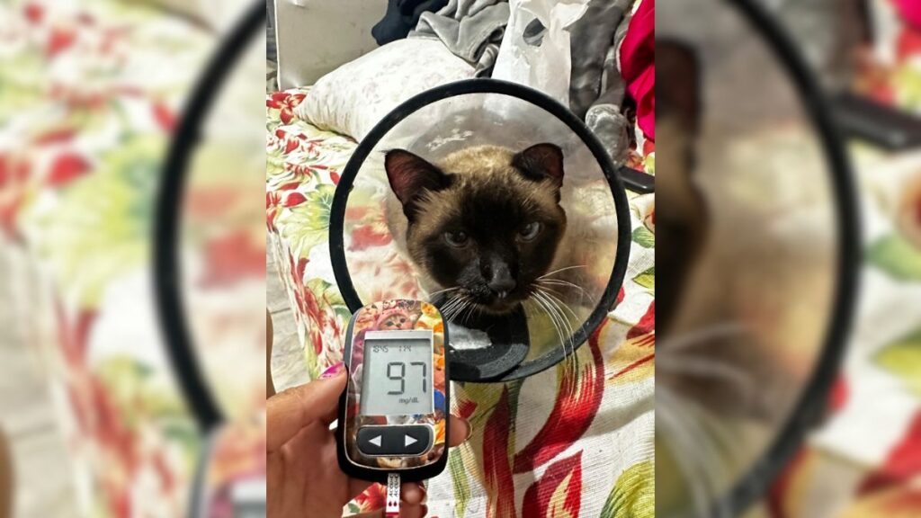 Gata perdeu quase 70% do peso corporal antes de receber diagnóstico de diabetes; veja os sinais que alertaram a tutora 3 Diabetes em gatos