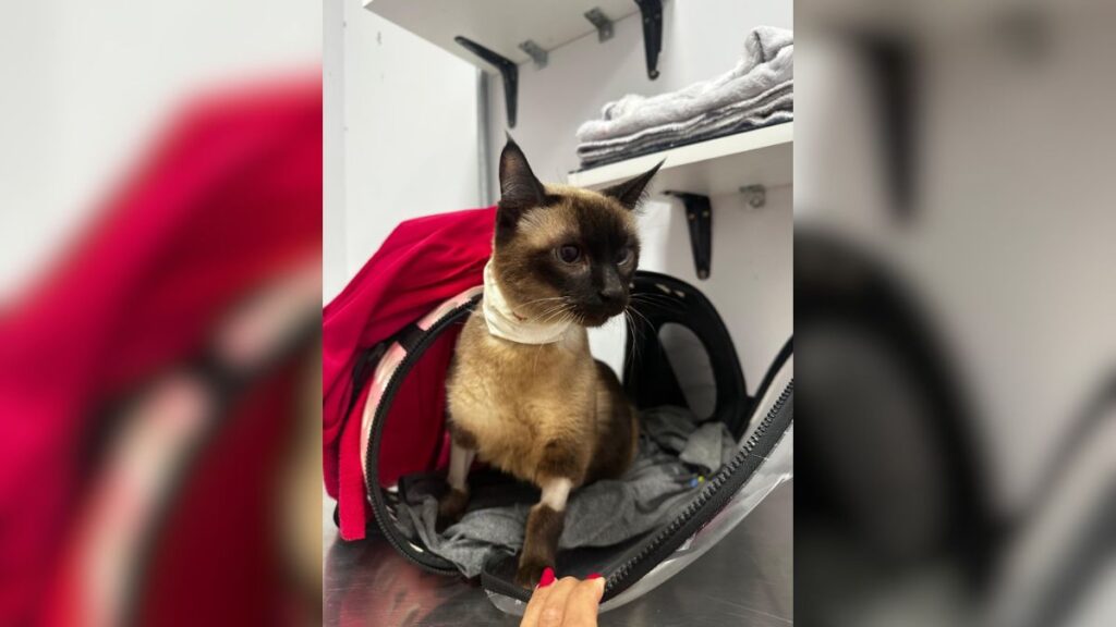 Gata perdeu quase 70% do peso corporal antes de receber diagnóstico de diabetes; veja os sinais que alertaram a tutora 2 Diabetes em gatos