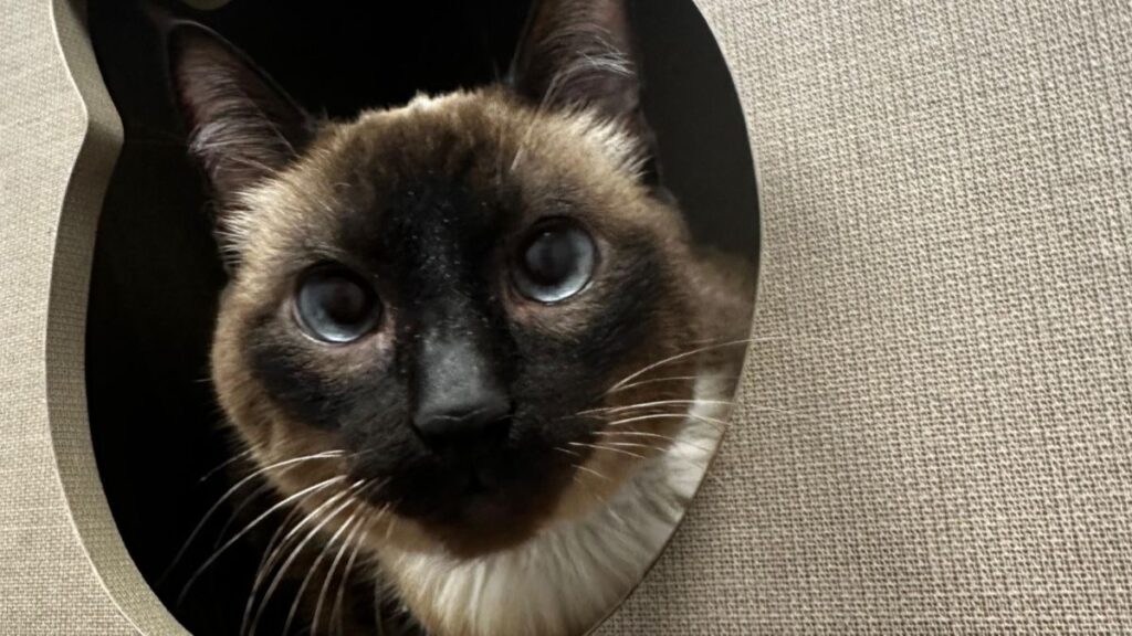 Gata perdeu quase 70% do peso corporal antes de receber diagnóstico de diabetes; veja os sinais que alertaram a tutora 1 Diabetes em gatos