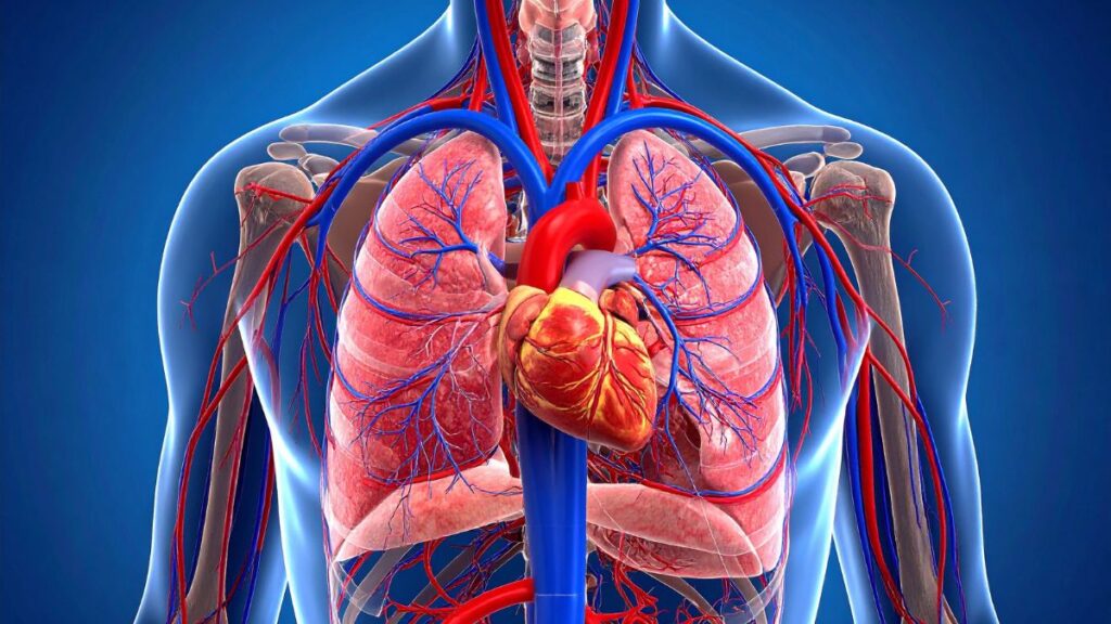 Diabetes: 5 órgãos que podem ser afetados pelo mau controle da glicose diabetes órgãos