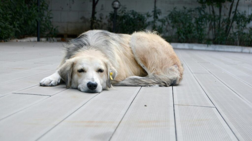 Seu pet mudou de comportamento de repente? Veja quando o diabetes pode ser a causa diabetes cachorro