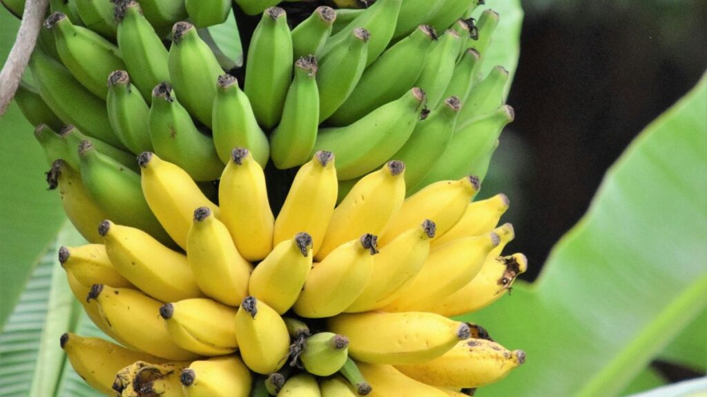 Banana verde ou madura: qual tem menos impacto na glicose de quem tem diabetes? 1 Banana verde ou madura?